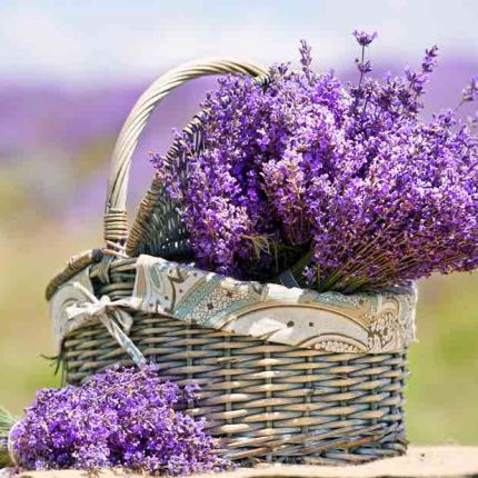 COOKING WITH LAVENDER