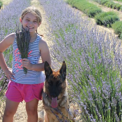 IS LAVENDER GOOD FOR YOUR HEALTH?