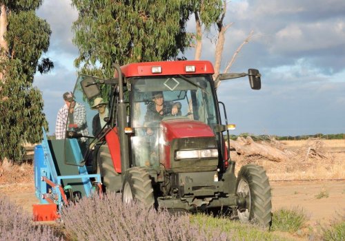 HOW WE FARM OUR LAVENDER?