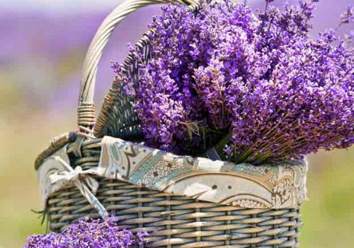 COOKING WITH LAVENDER