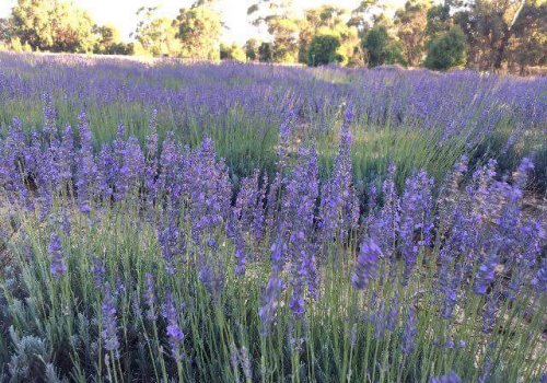 BLOOMING YANCHEP